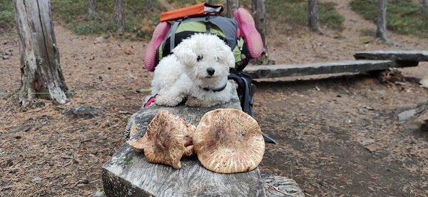 Matsutake